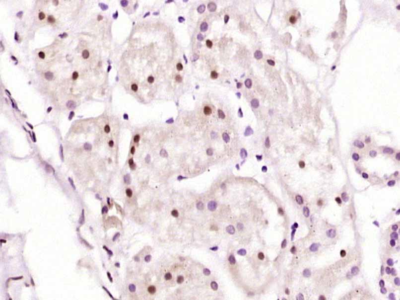 14 - LINS Rabbit pAb AP57020