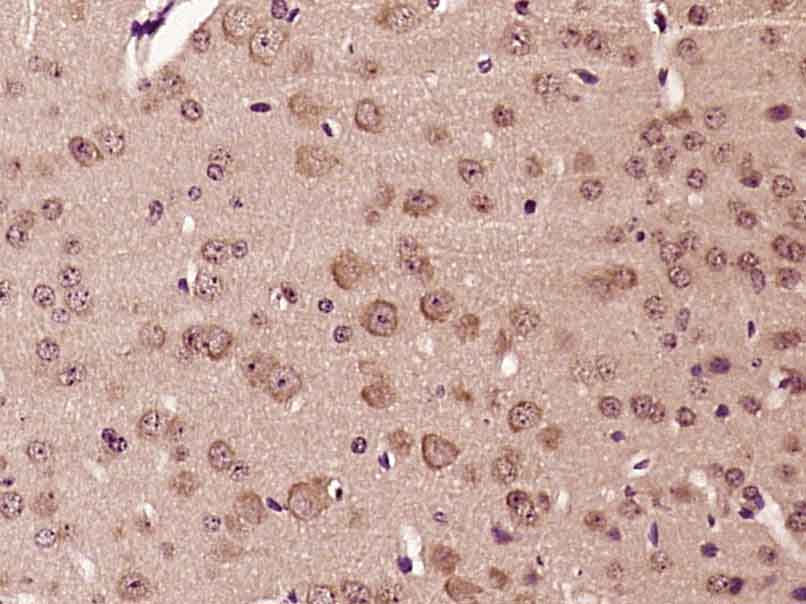 14 - LMBRD1 Rabbit pAb AP57032