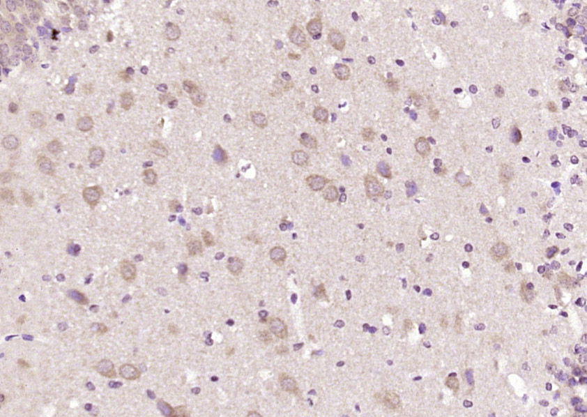 14 - LNX1 Rabbit pAb AP57038