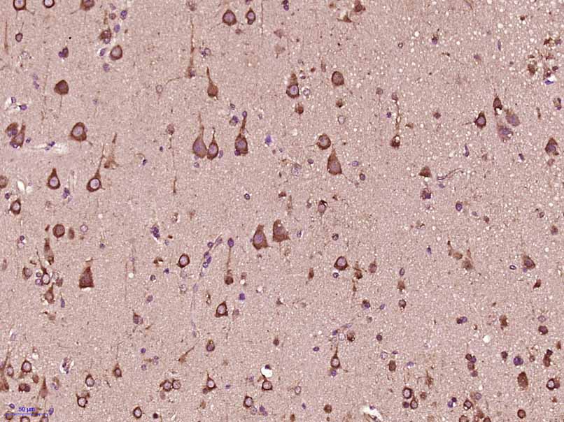 14 - C20orf201 Rabbit pAb AP57040