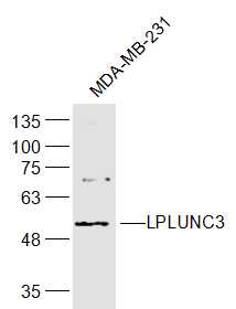 1 - LPLUNC3 Rabbit pAb AP57055