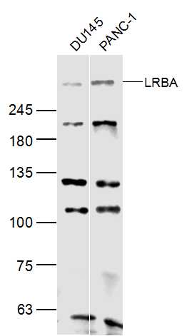 1 - LRBA Rabbit pAb AP57057