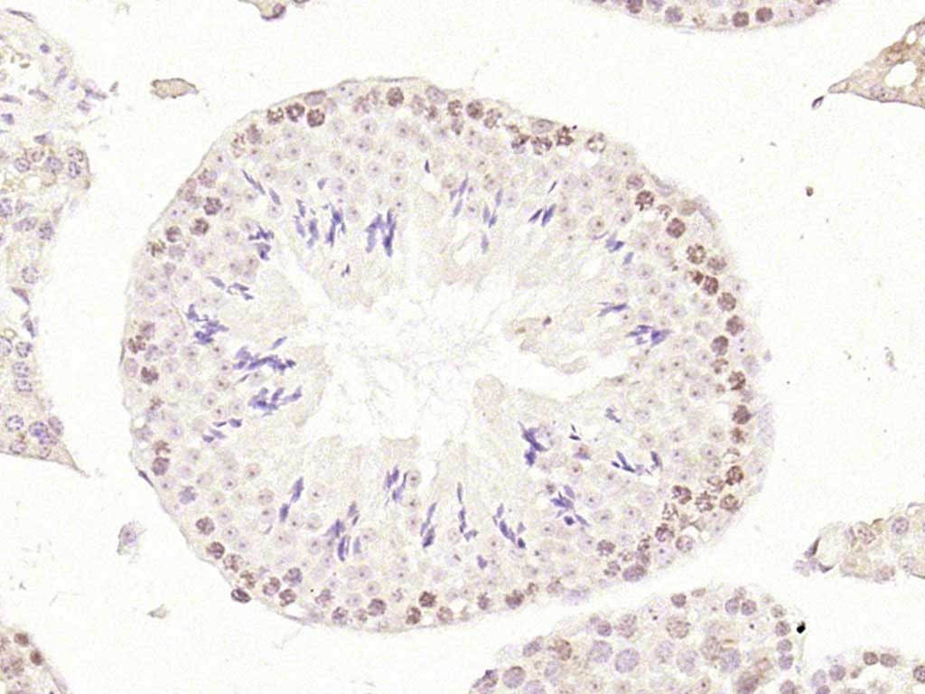 14 - LSM12 Rabbit pAb AP57080