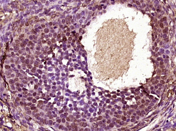14 - ZFP161 Rabbit pAb AP57133