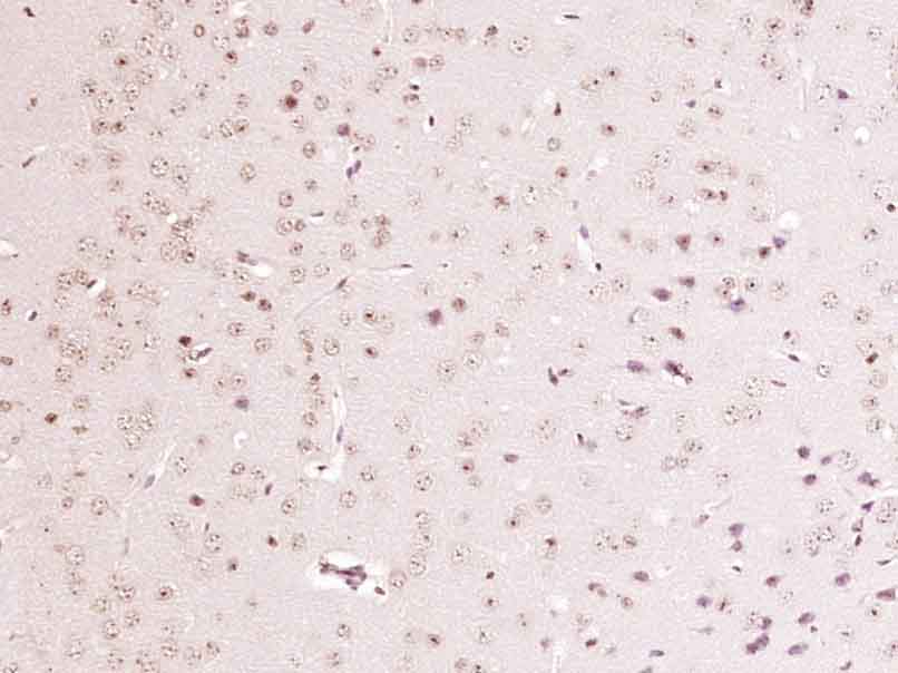14 - MAB21L1 Rabbit pAb AP57149