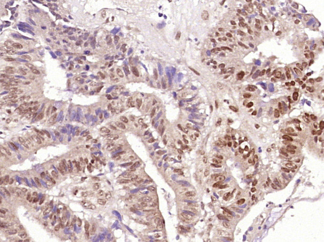 14 - ZCPW1 Rabbit pAb AP57153