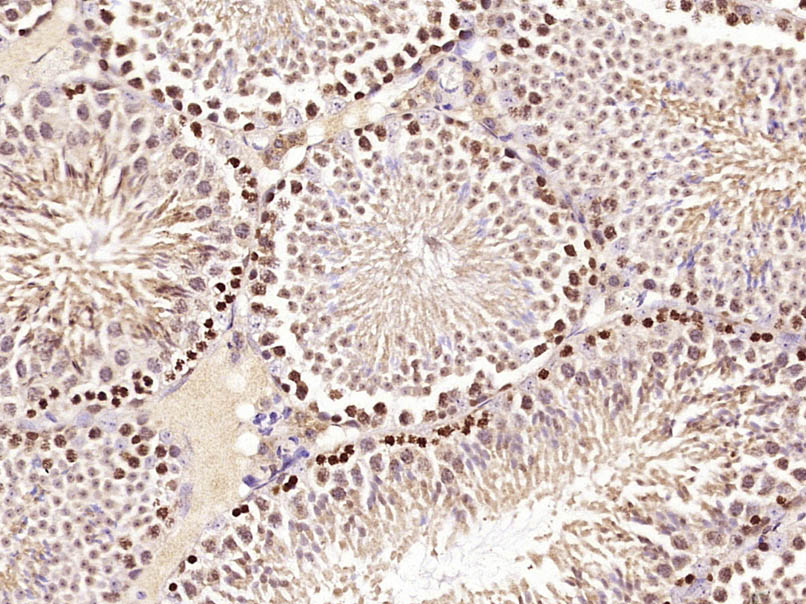 14 - zcrb1 Rabbit pAb AP57154