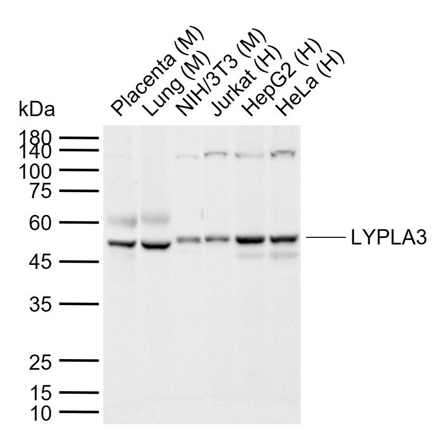 1 - LYPLA3 Rabbit pAb AP57163