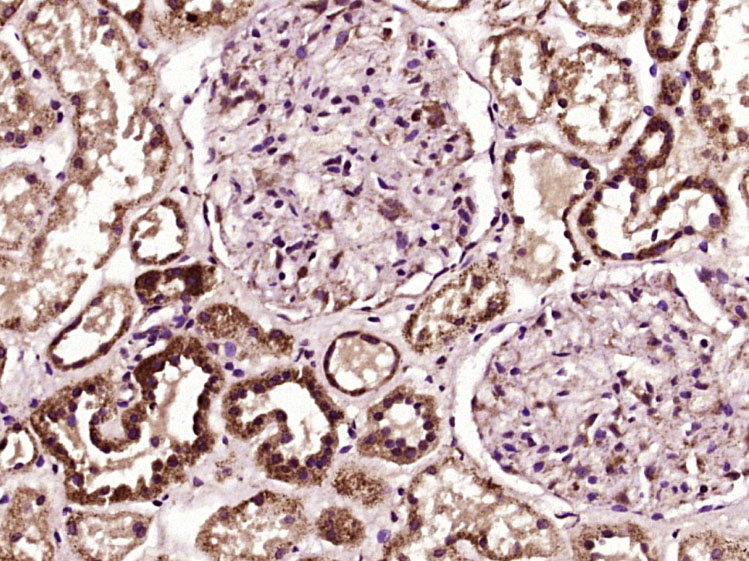 14 - LYPLA3 Rabbit pAb AP57163