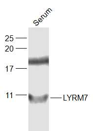 1 - LYRM7 Rabbit pAb AP57166