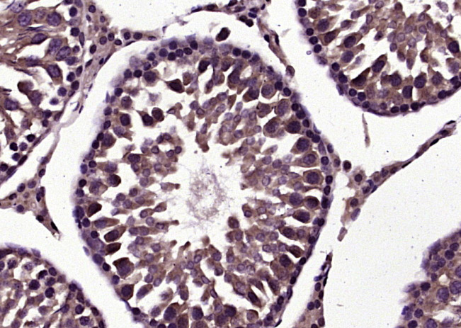 14 - LYZL2 Rabbit pAb AP57171