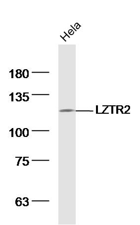 1 - LZTR2 Rabbit pAb AP57172