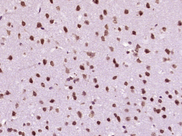 14 - MACROD2/C20orf133 Rabbit pAb AP57174