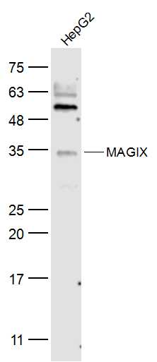 1 - MAGIX Rabbit pAb AP57187