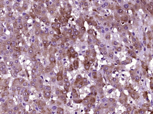14 - MAGIX Rabbit pAb AP57187
