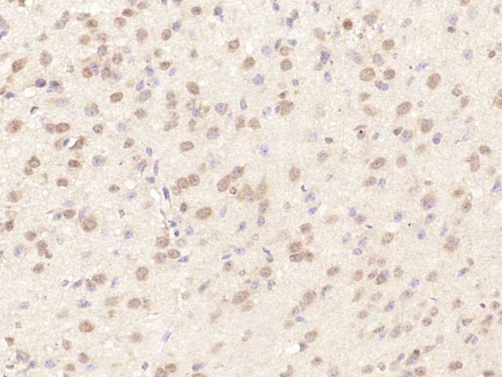 14 - MAGOH/Mago nashi homolog 2 Rabbit pAb AP57188