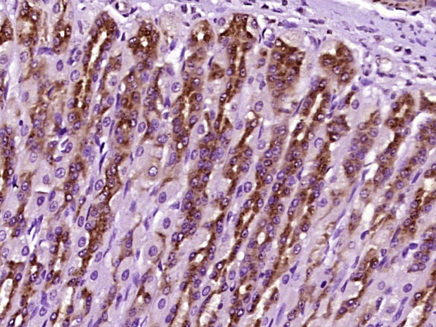 14 - MAGT1 Rabbit pAb AP57190