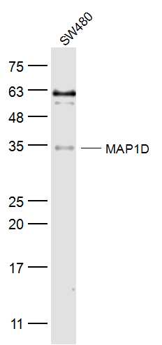 1 - MAP1D Rabbit pAb AP57207