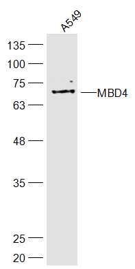 1 - MBD4 Rabbit pAb AP57219