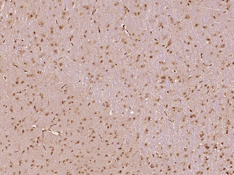 14 - MED28 Rabbit pAb AP57239