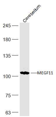 1 - MEGF11 Rabbit pAb AP57245