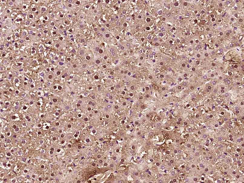 14 - MESP2 Rabbit pAb AP57255