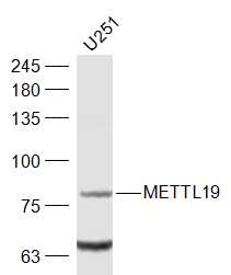 1 - METTL19 Rabbit pAb AP57261