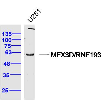 1 - MEX3D/RNF193 Rabbit pAb AP57265