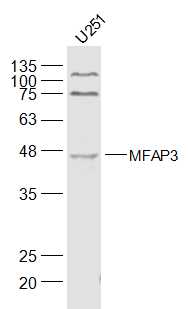 1 - MFAP3 Rabbit pAb AP57266