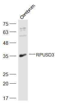 1 - RPUSD3 Rabbit pAb AP57271