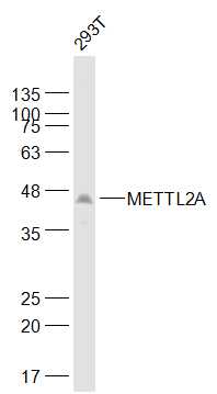 1 - METTL2A Rabbit pAb AP57275