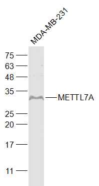 1 - METTL7A Rabbit pAb AP57276
