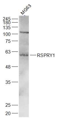 1 - RSPRY1 Rabbit pAb AP57285