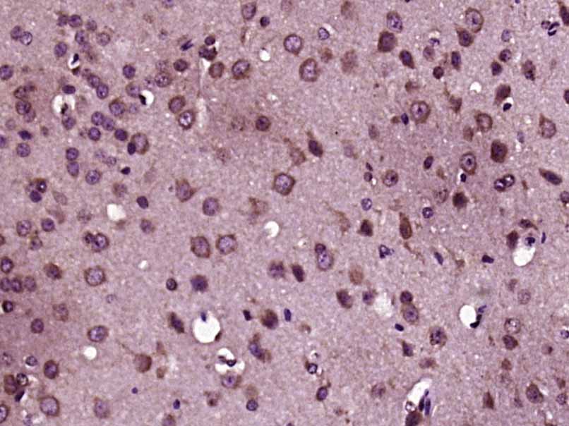 14 - MIA3 Rabbit pAb AP57315