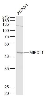 1 - MIPOL1 Rabbit pAb AP57321