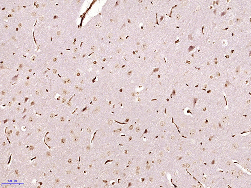 14 - MONDOA Rabbit pAb AP57326