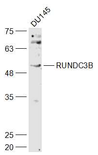 1 - RUNDC3B Rabbit pAb AP57330