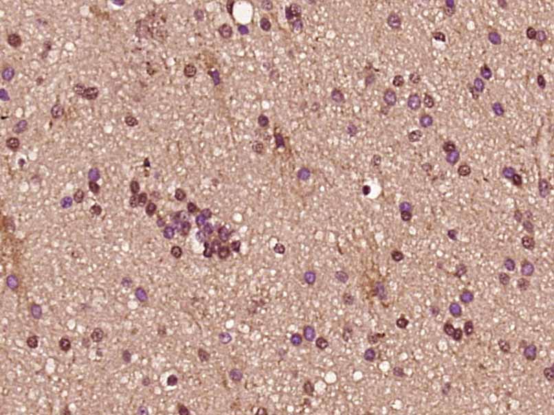 14 - NAP1L4 Rabbit pAb AP57353