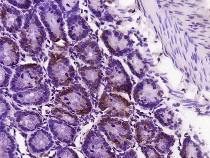 14 - NAP1L5 Rabbit pAb AP57356