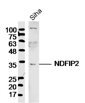 1 - NDFIP2 Rabbit pAb AP57376