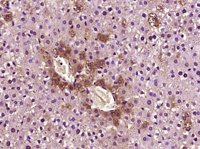 14 - NDUFB5 Rabbit pAb AP57387