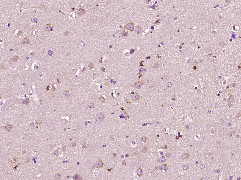 14 - MXRA5 Rabbit pAb AP57399