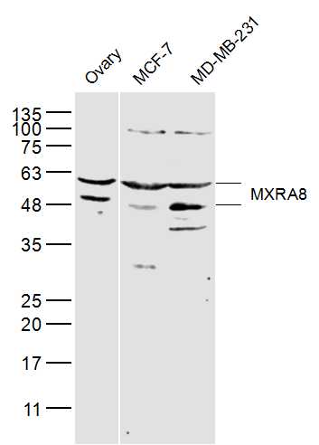 1 - MXRA8 Rabbit pAb AP57401