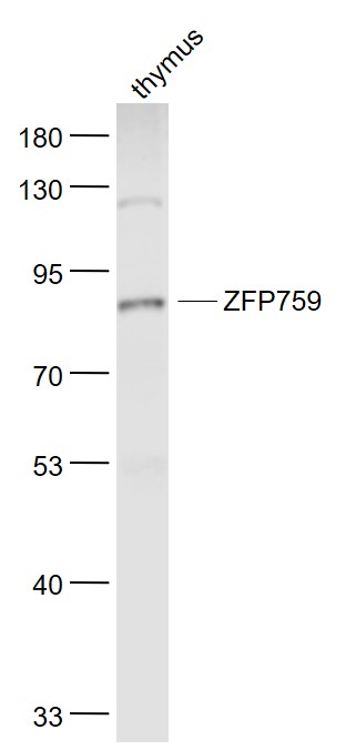 1 - ZFP759 Rabbit pAb AP57406