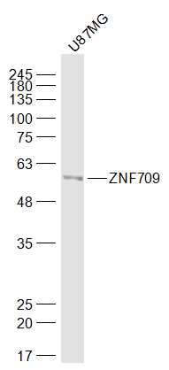 1 - ZFP872/ZNF709 Rabbit pAb AP57407