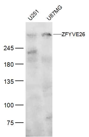 1 - ZFYVE26 Rabbit pAb AP57417
