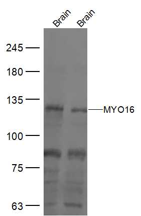 1 - MYO16 Rabbit pAb AP57419