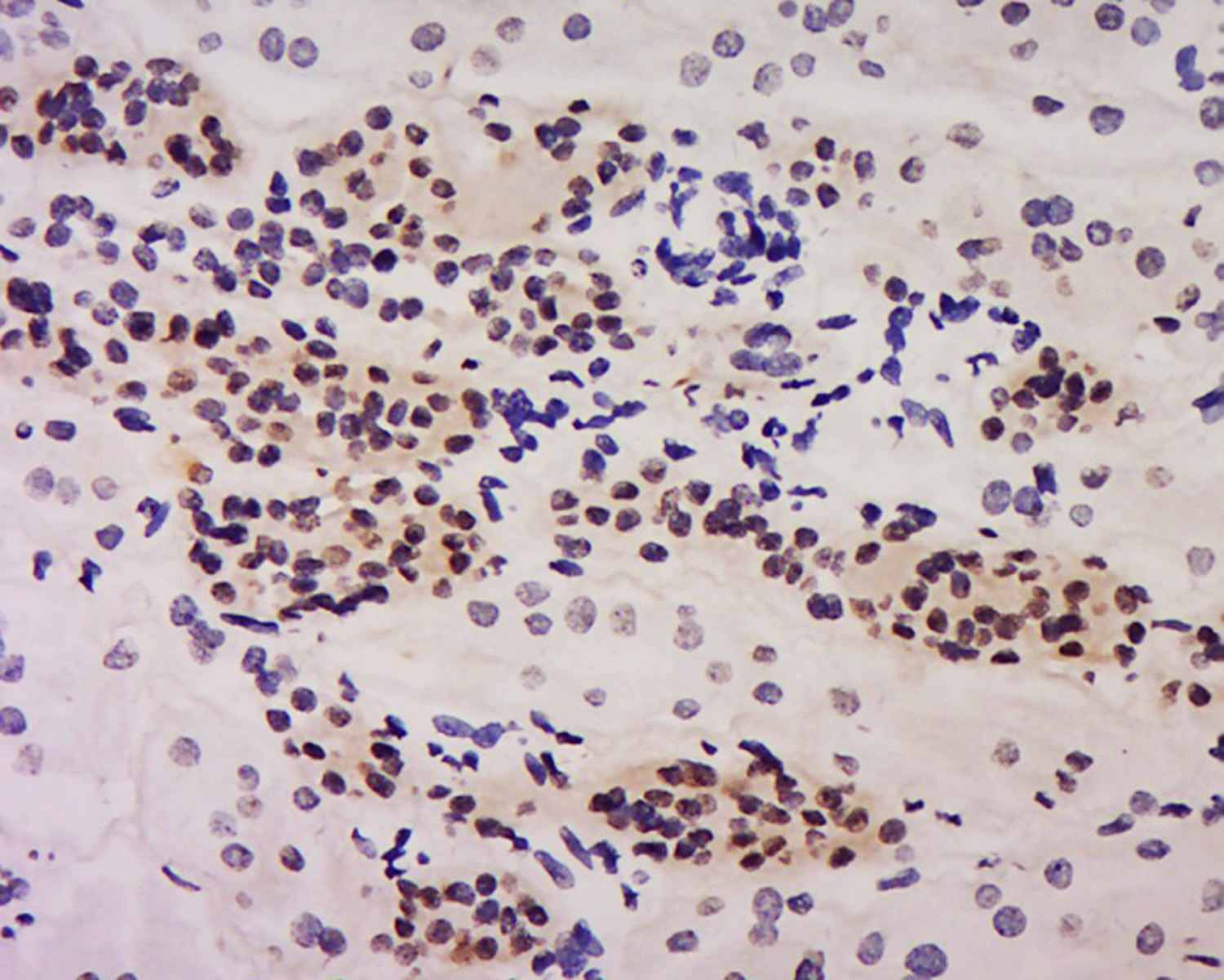 14 - NHP2 Rabbit pAb AP57448