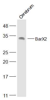 1 - BarX2 Rabbit pAb AP57458