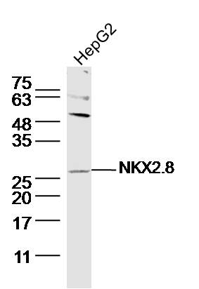 1 - NKX2.8 Rabbit pAb AP57459